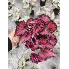 Begonia 5 Living Plant للبيع