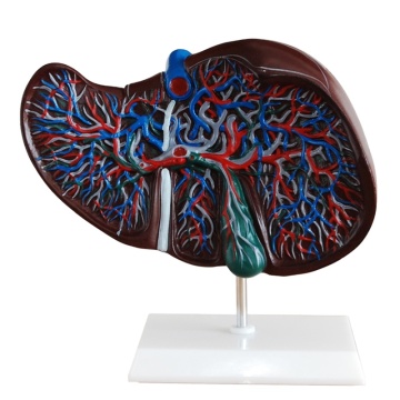 DARHMMY Medical Science Human Liver Anatomical Model for Educational and Hospital Use
