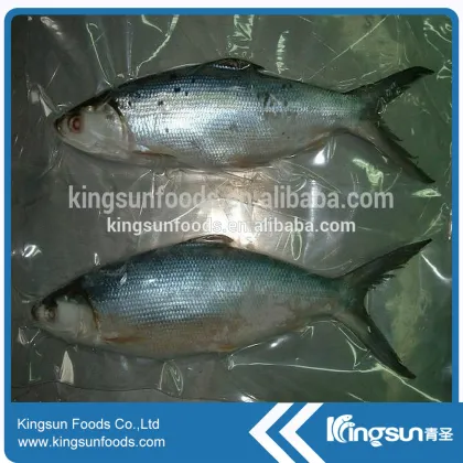Milk Fish Whole Round With Good Price