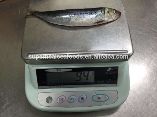 New Catching Sea Frozen Sardinops Sagax With Competitive Price