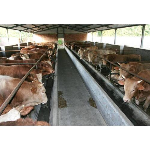 Aditivo para alimentação animal prebiótico FOS 95% em pó fruto-oligossacarídeo fator bífido em pó com GMP +