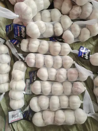 Fresh Garlic Vegetable Normal s