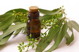 EucalyptusOil3