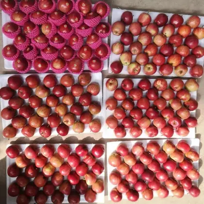 fresh western red star/hongxing apples