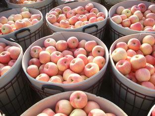 Bright Red Sweety Organic Fuji Apple Anti-Disease With Pota