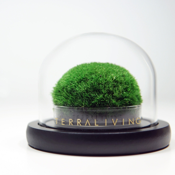 Every Love Wholesale Moss ZERO - Botanical Sculpture Collection: Preserved Moss Terrarium