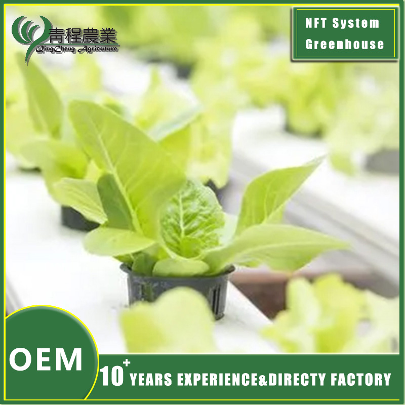 hydroponic greenhouse with NFT pipes