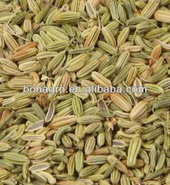 2012 crop Fennel seeds