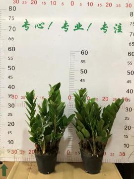 Zamioculcas zamiifolia 120# factory