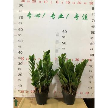 Zamioculcas Zamiifolia 120# 공장