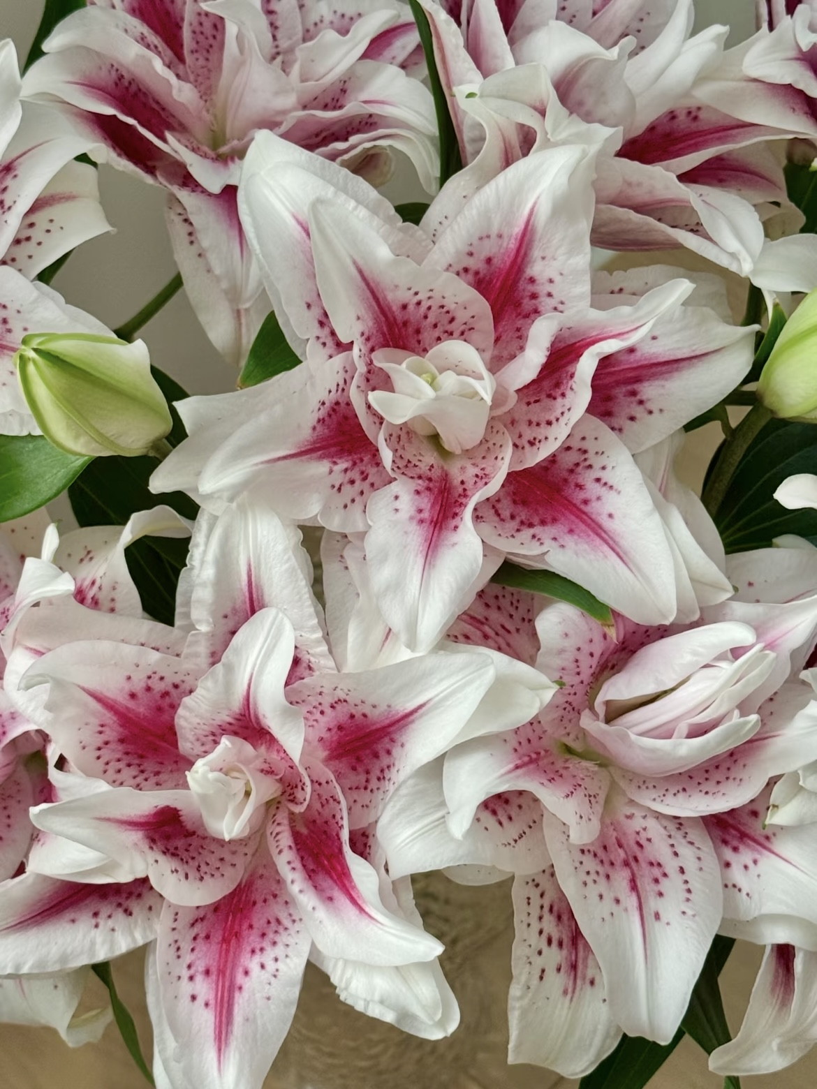 Magic Fairy Double Lily3