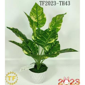 46cm Dieffenbachia leaf x 12 with plastic Pot