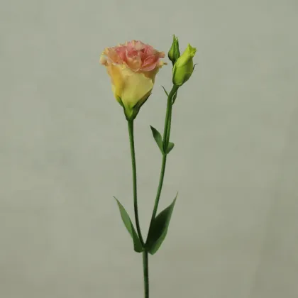 Yunnan Kunming Wholesale Fresh Cut Flowers: Eustoma for Florists & Wedding Decorations