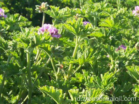 Pasokan pabrik Minyak Esensial Geranium Baru untuk Aromaterapi