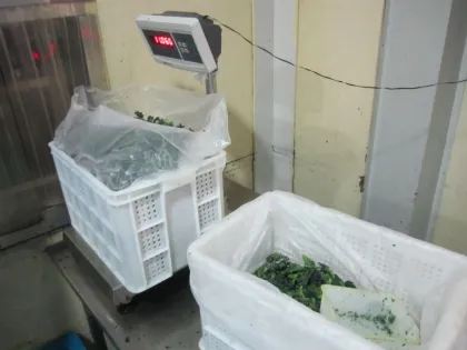 New Crop Iqf Fresh Frozen Vegetables , Frozen Rape Flower For Restaurants