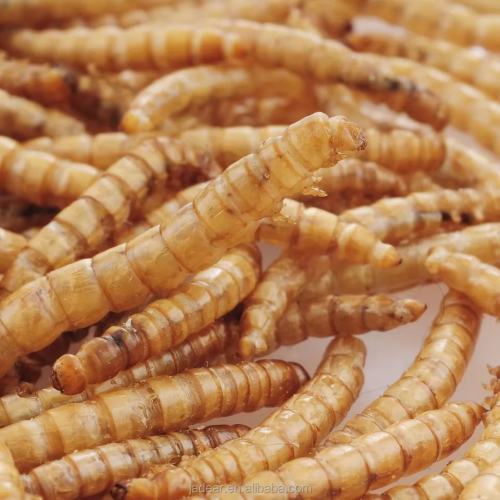 Organic Mealworms Pet Food Raw Material:Dried Mealworm Protein Powder Manufactory