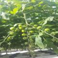 Greenhouse Customized Hydroponics NFT PVC Rohr