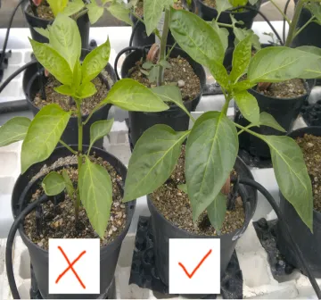 ISO9001 & CE Approved High Quality Chicken Manure as organic Fertilizer