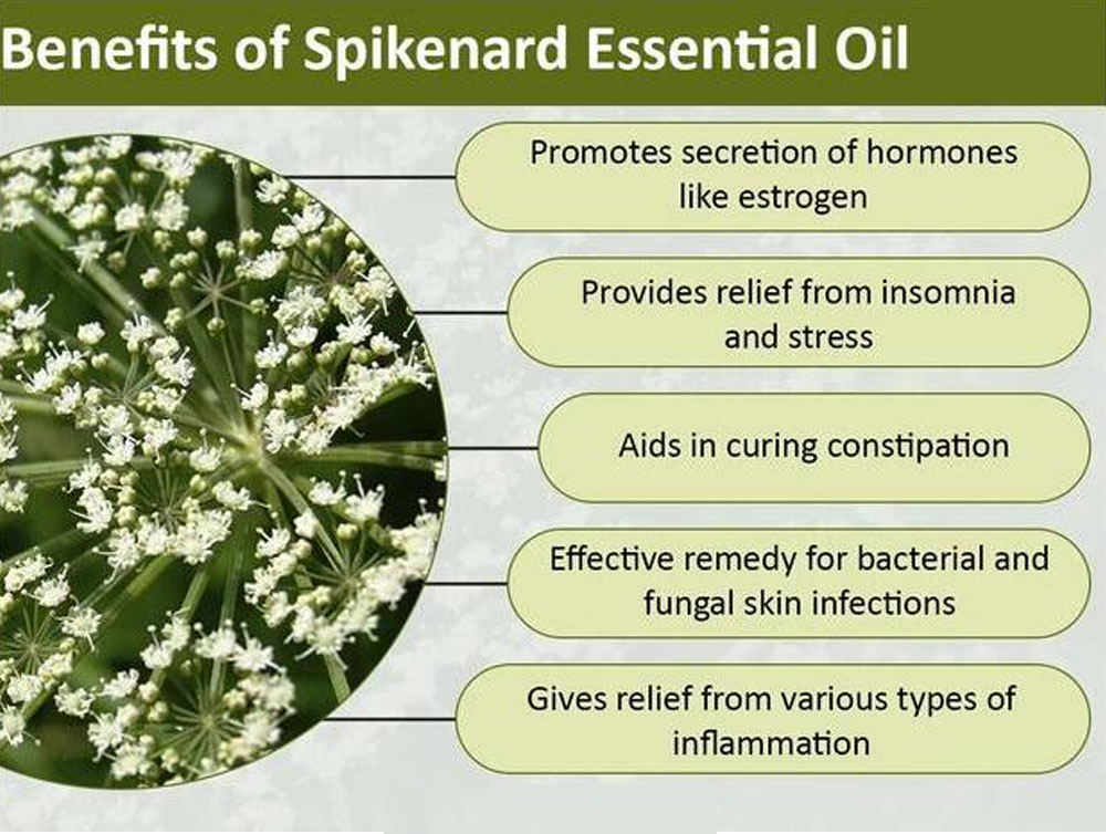 Wholesale 100% natural spikenard essential oil