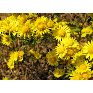 Directly Competitive Prices 100% Natural Chrysanthemi Indici Flos P. E