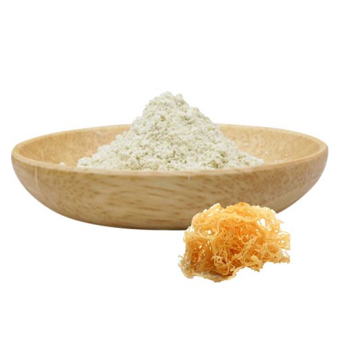 Chondrus Crispus extract คาราจีแนน irish sea moss powder