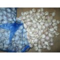 Fresh Cold Storage Normal White Garlic