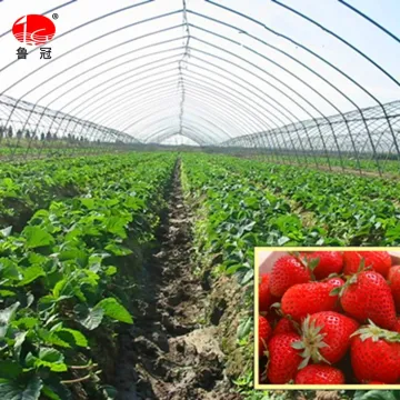 Clear Agricultural UV Protection Greenhouse Film