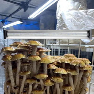 EDKFARM Garden Greenhouse Mushroom Full Spectrum LED Grow Light