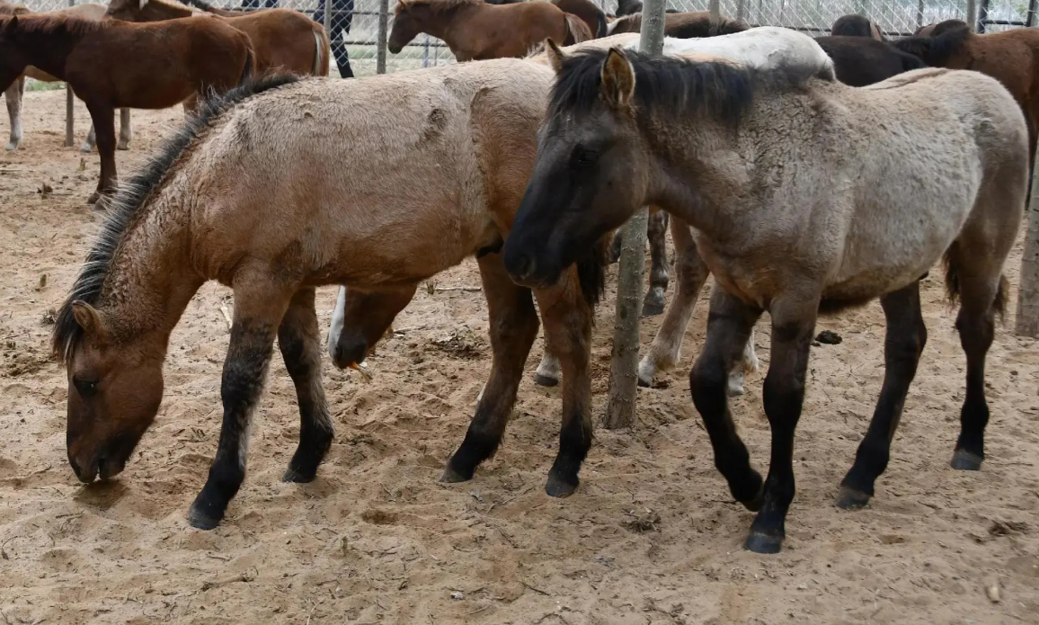 equine ultrasound machine price