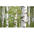 Birch Bark Extract Betulin powder 50% 98% Betulin