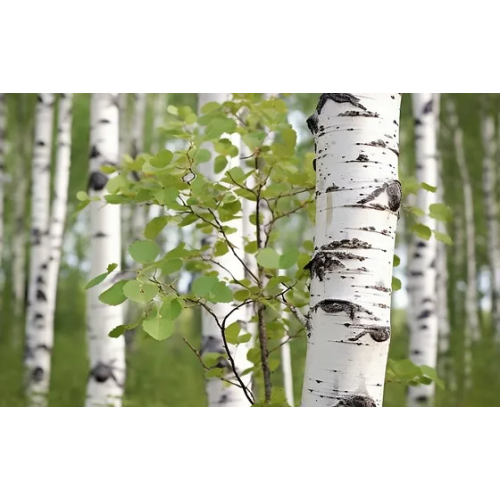 Birch Bark Extract Betulin powder 50% 98% Betulin