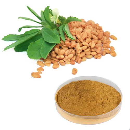 Natural Fenugreek Seed Extract Fenugreek Saponins