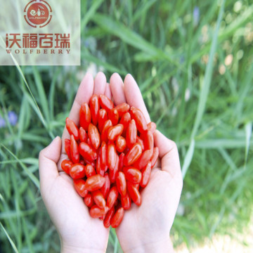 Wholesale New Harvest GMP Factory goji berries