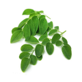 Top rated moringa powder for sale