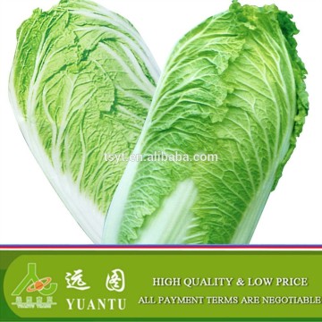 2015 Crop New Harvest Cabbage From Shandong of China