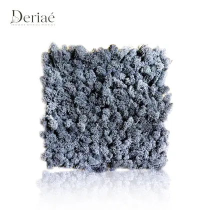 Natural Preserved Moss Slice