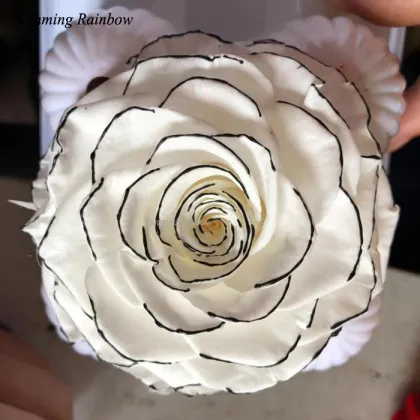 Hot Sale New Preserved White Rose with Black Rim
