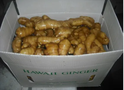 Ginger Ale