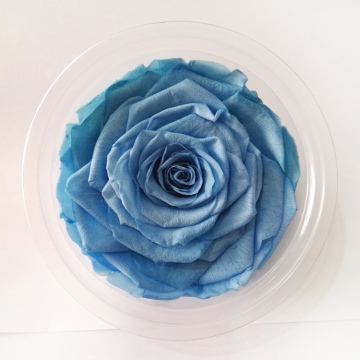 Wholesale Long Life Preserved Roses