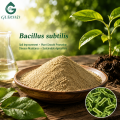 Polvo probiótico Bacillus Subtilis para nutrición animal