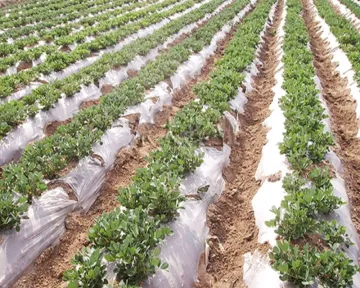 Plastic Mulch Film Use for Vegetable Planting