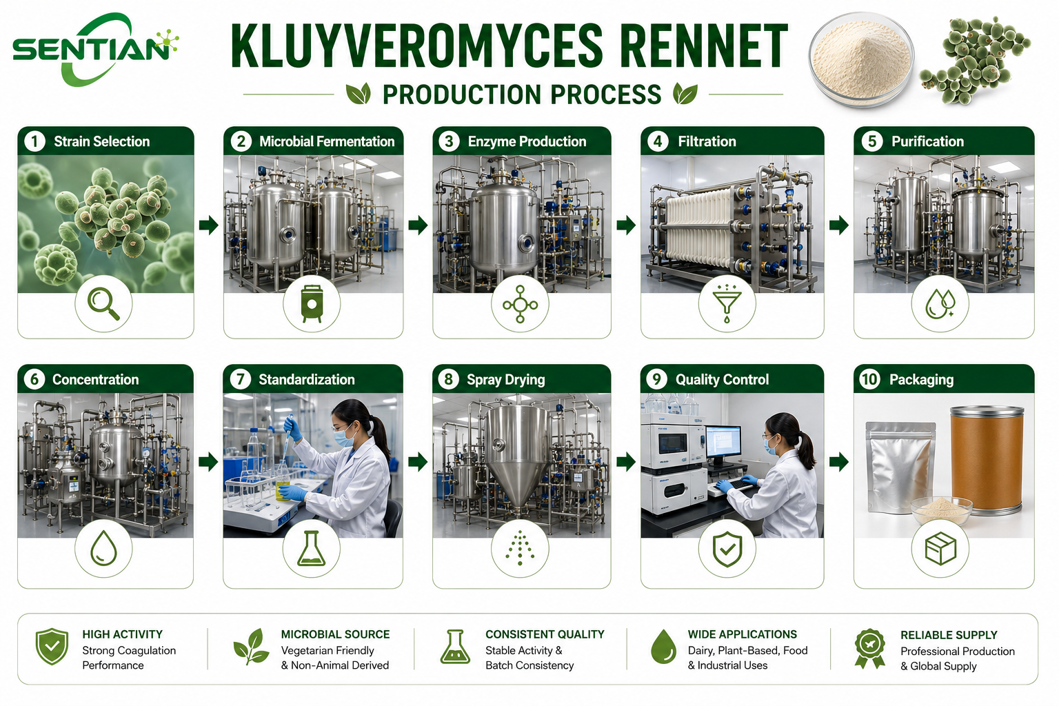 Kluyveromyces Rennet1