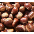 Bocadillos de nueces saludables al por mayor de castaño