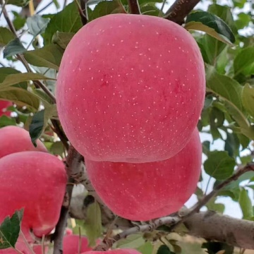 Fuji apple fresh fruit to Nepal Shandong Fuji apple full layer blush apple
