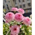 Abe গোলাপী স্প্রে chrysanthemum