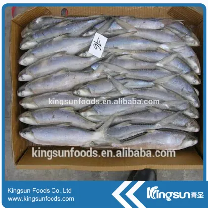 Milk Fish Whole Round With Good Price