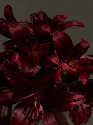 Black Knight Spray Lily