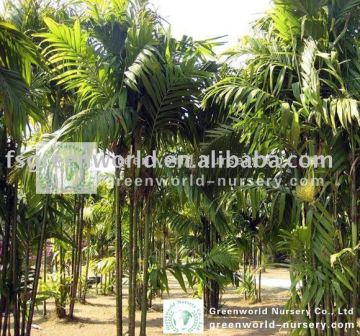 areca triandra grown in land