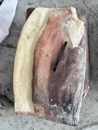 Frozen Giant Squid Slices