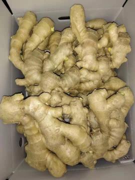 air dried ginger best quality